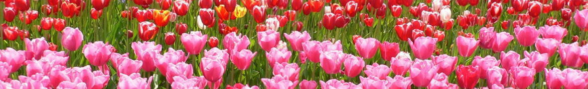となみのチューリップ
