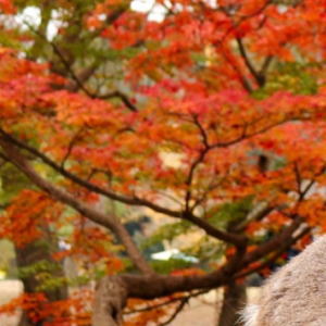 奈良公園の鹿