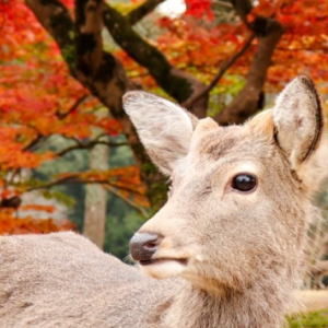 奈良公園の鹿
