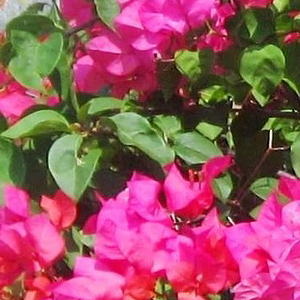 ブーゲンビリア