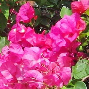 ブーゲンビリア