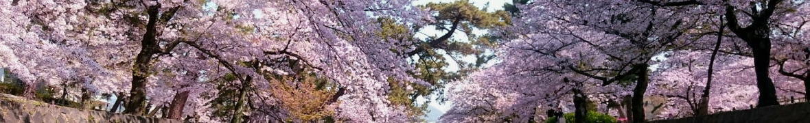 夙川公園の桜