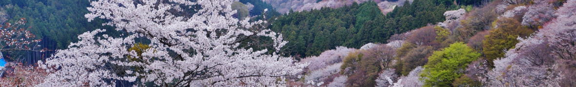 吉野山の桜