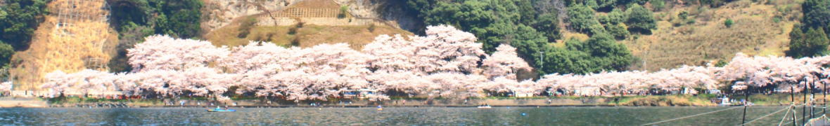 海津大崎の桜