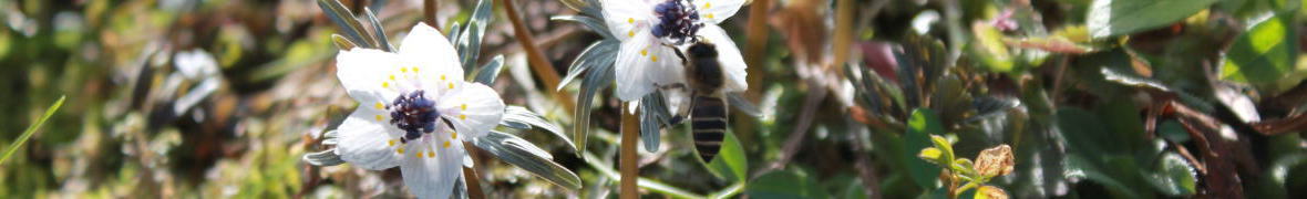 大久保のセツブンソウ
