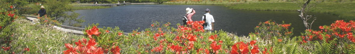 赤城のレンゲツツジ