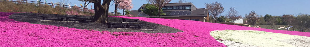 おおた芝桜まつり