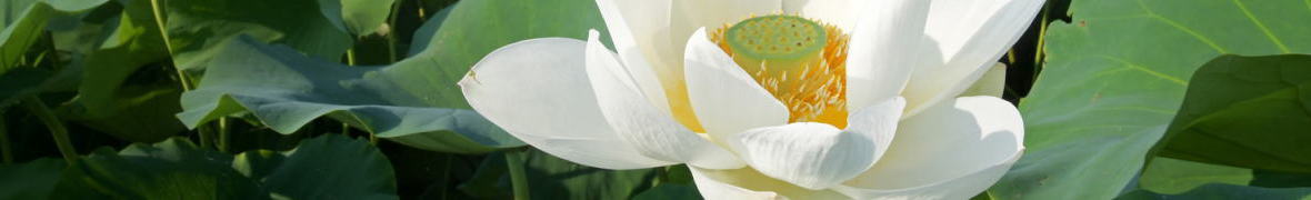 霞ケ浦・レンコンの花