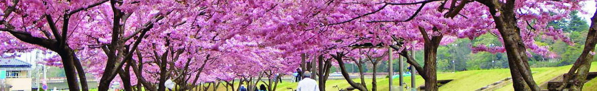 小山・思川桜堤