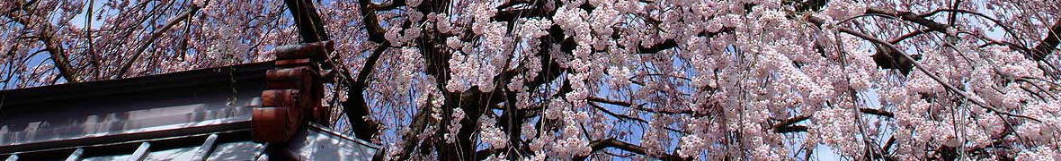 信州高山桜まつり