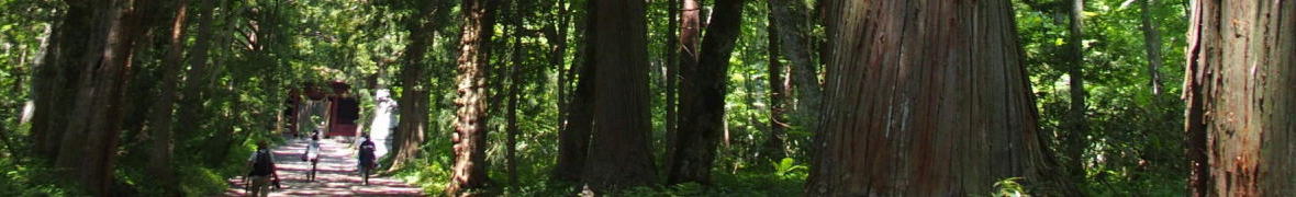 戸隠神社奥社の大杉