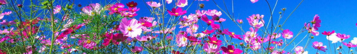 黒姫高原のコスモス