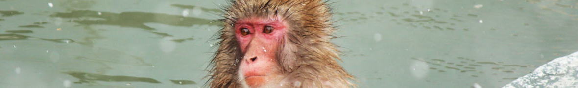 地獄谷野猿公苑