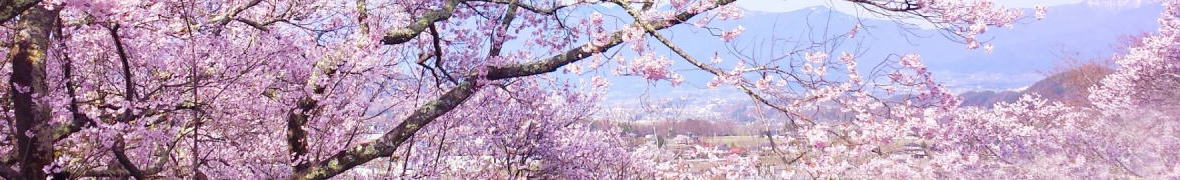 高遠の桜