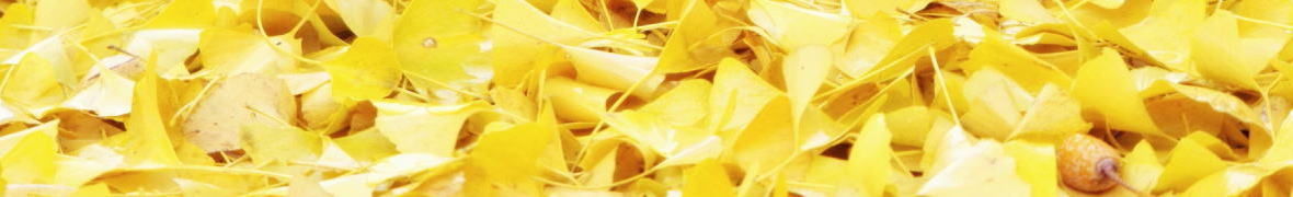 垂水千本イチョウ園