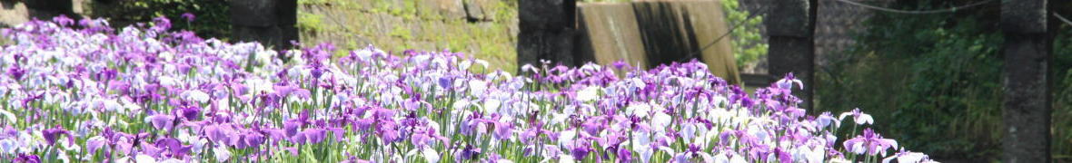 高瀬裏川花しょうぶまつり