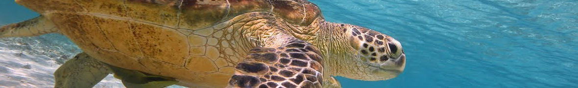 ウミガメ