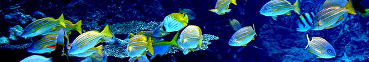 渋川マリン水族館