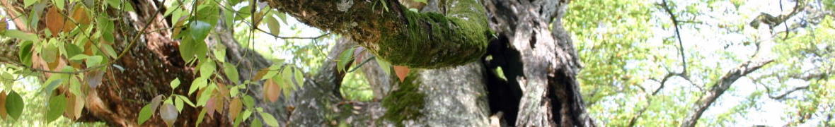 大山祇神社のご神木
