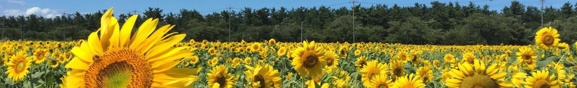 由利本荘・西目ひまわり畑