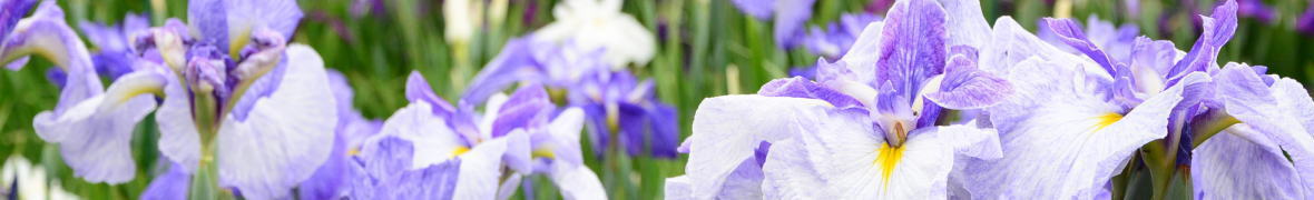 多賀城跡あやめ公園