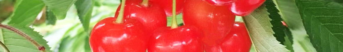 真っ赤なさくらんぼ