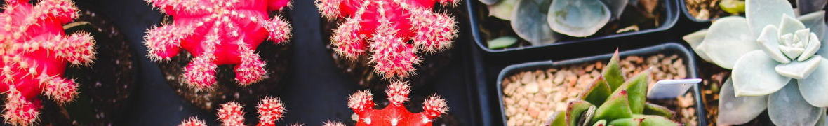 サボテンのまち春日井