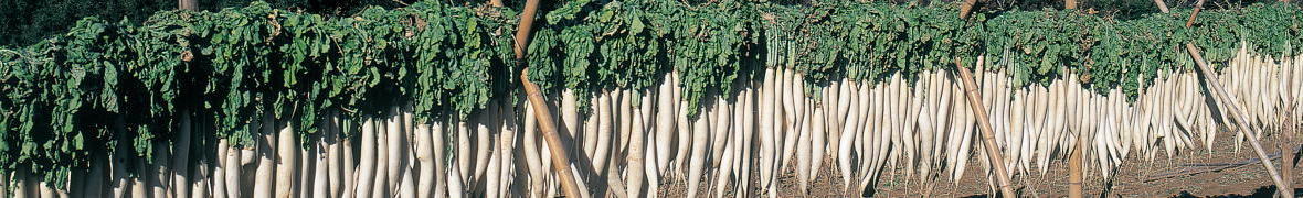 三島の干し大根