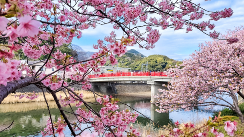 河津桜