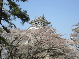 どちらのお城も、満開